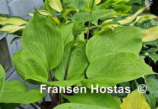 Hosta Mango Lettuce